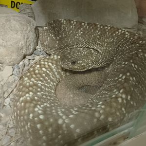 Uracoan rattlesnake