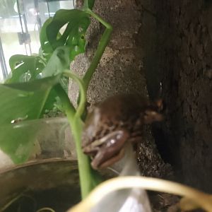 Bruno's casque-headed frog