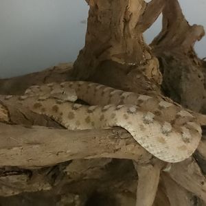Painted saw-scaled viper