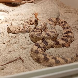 Desert horned viper