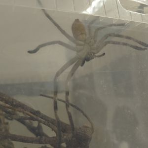 Huntsman spider