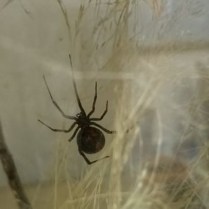 Redback spider