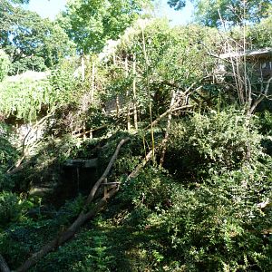 Himalayan red panda exhibit -Zoo Praha (2025)