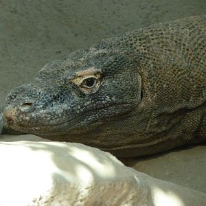 Komodo dragon -Zoo Praha (2025)