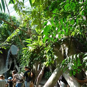 View of the Indonesian Jungle -Zoo Praha (2025)