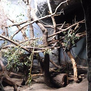 Southern Luzon giant cloud rat and Phillipine porcupine exhibit -Zoo Praha (2025)