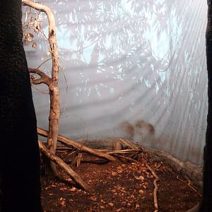 Chinese pangolin exhibit -Zoo Praha (2025)