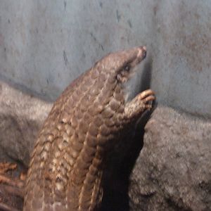 Chinese pangolin -Zoo Praha (2025)