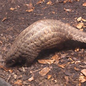 Chinese pangolin -Zoo Praha (2025)