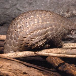 Chinese pangolin -Zoo Praha (2025)