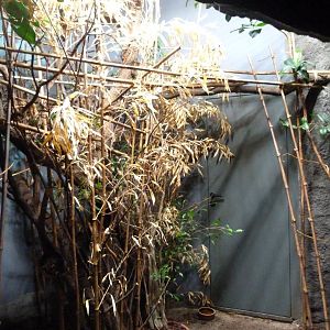 Malayan slow loris exhibit -Zoo Praha (2025)