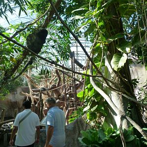 View of the Indonesian Jungle -Zoo Praha (2025)