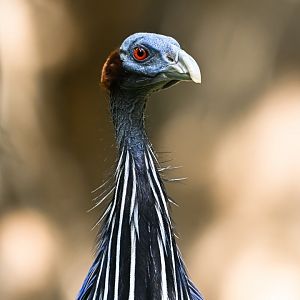 Vulturine guinea fowl