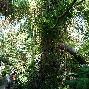 View of the Indonesian Jungle -Zoo Praha (2025)