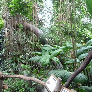 View of the Indonesian Jungle -Zoo Praha (2025)