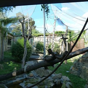 Sumatran orangutan exhibit -Zoo Praha (2025)