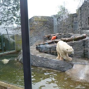 Polar bear exhibit -Zoo Praha (2025)