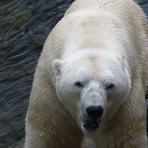Polar bear -Zoo Praha (2025)