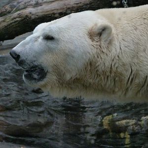 Polar bear -Zoo Praha (2025)