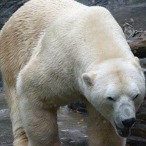 Polar bear -Zoo Praha (2025)