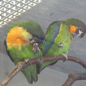 Blue-fronted fig parrots -Zoo Praha (2025)