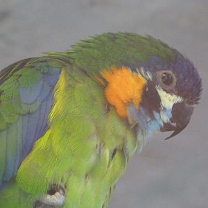 Blue-fronted fig parrot -Zoo Praha (2025)