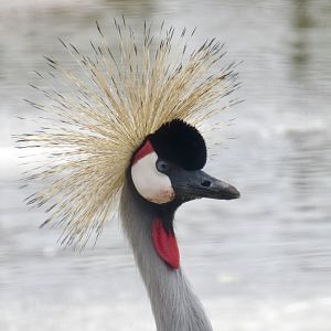 Grey crowned crane