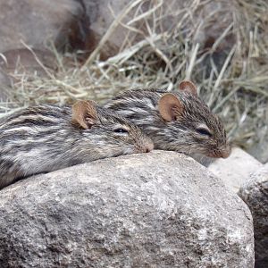 Barbary striped grass mouse