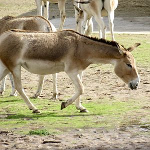 Persian onager