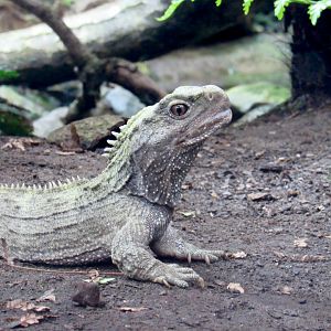 Tuatara