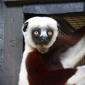 Coquerel’s sifaka