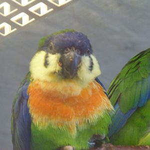 Blue-fronted fig parrot -Zoo Praha (2025)