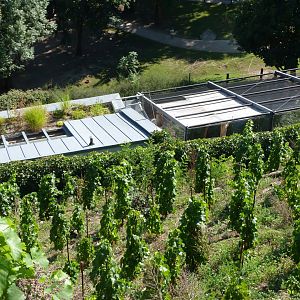 Vineyard on top of "Rakos' House" -Zoo Praha (2025)