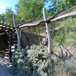 Brown lory exhibit -Zoo Praha (2025)