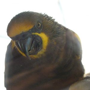 Brown lory -Zoo Praha (2025)
