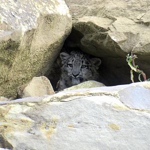 Snow leopard cub - Bheri