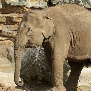 Asian elephant - Indali Hi-Way