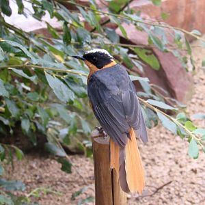 Snowy-crowned robin-chat
