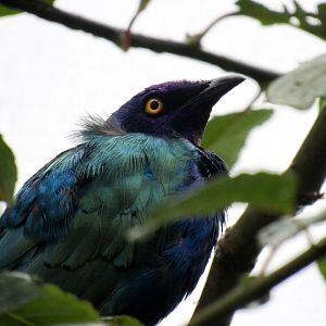 Purple starling