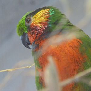 Edwards' fig parrot -Zoo Praha (2025)