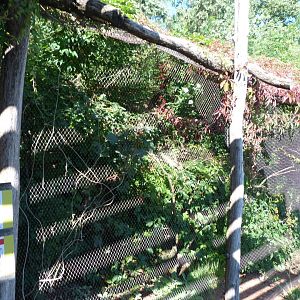 Edwards' fig parrot exhibit -Zoo Praha (2025)