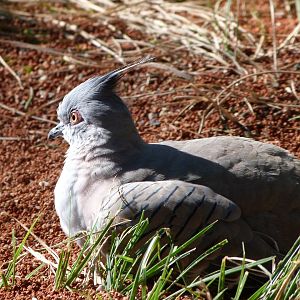 Crested pigeon -Zoo Praha (2025)