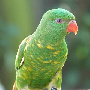 Scaly-breasted lorikeet -Zoo Praha (2025)