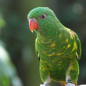 Scaly-breasted lorikeet -Zoo Praha (2025)