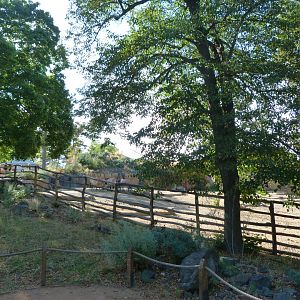 Przewalski's horse exhibit -Zoo Praha (2025)