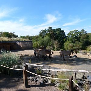 Przewalski's horse exhibit -Zoo Praha (2025)