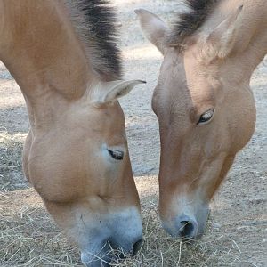 Przewalski's horses -Zoo Praha (2025)