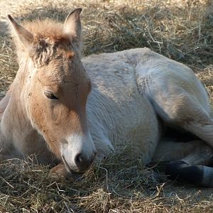 Przewalski's horse -Zoo Praha (2025)