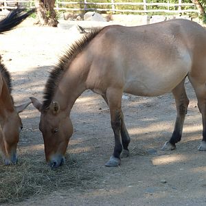 Przewalski's horse -Zoo Praha (2025)