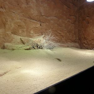 Gobi racerunner, Przewalski's toadhead agama and Mongolian sunwatcher exhibit -Zoo Praha (2025)